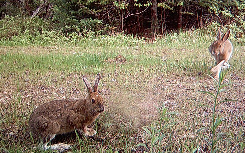 SnowshoeHare_052511_0832hrs.jpg - Snowshoe Hare (Lepus americanus)